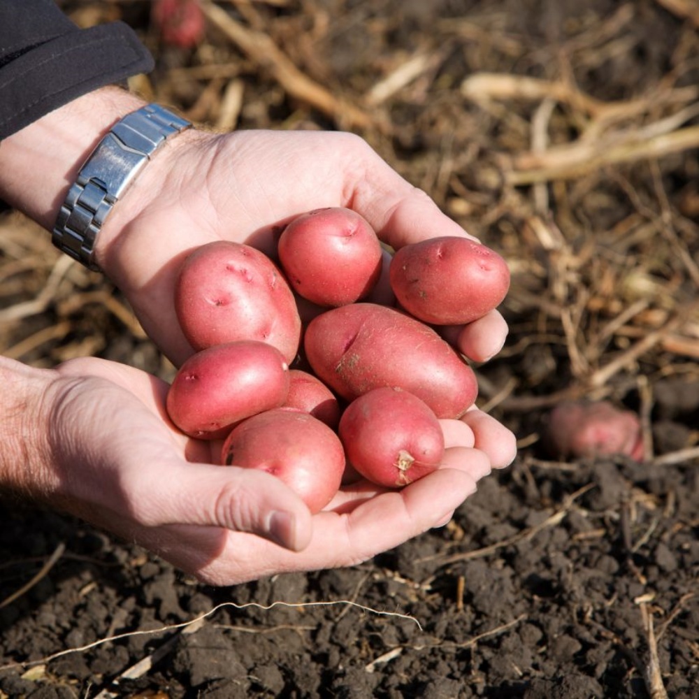 햇홍감자 제철 생으로먹는 쪄먹는 붉은 무농약 적감자 자주 하지감자 한박스 중, 1.5kg, 1개