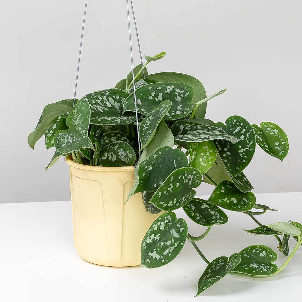 스킨답서스 아르지리우스 행잉식물 행잉플랜트 덩굴 넝쿨 키우기쉬운식물 공중 늘어지는 음지