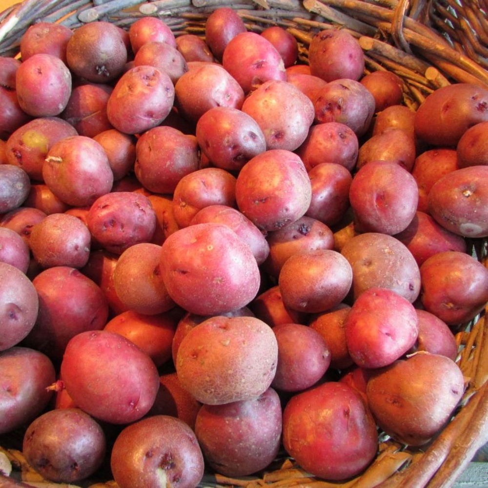 햇홍감자 제철 생으로먹는 쪄먹는 붉은 무농약 적감자 자주 하지감자 한박스 중, 10kg, 1개