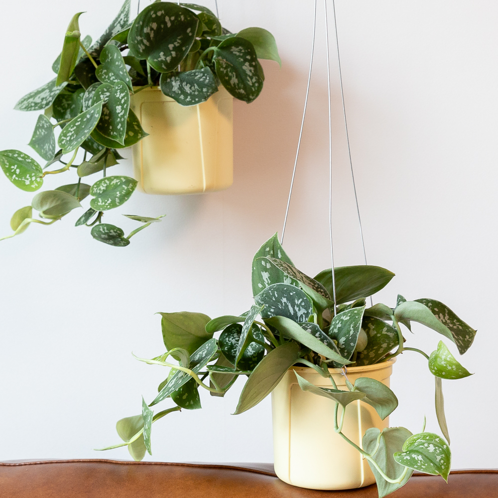 스킨답서스 아르지리우스 행잉식물 행잉플랜트 덩굴 넝쿨 키우기쉬운식물 공중 늘어지는 음지