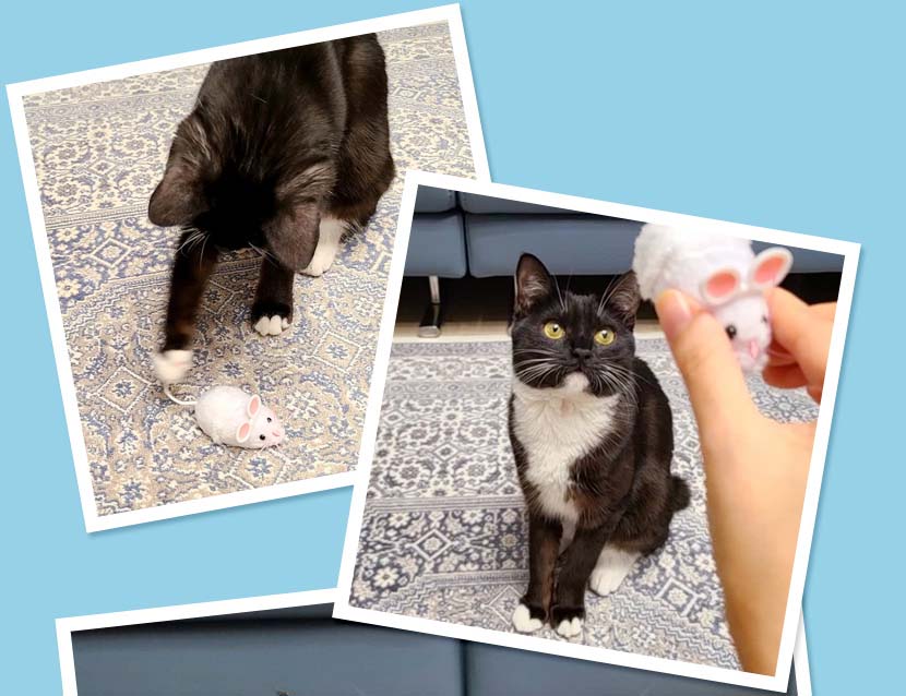 헥스버그 움직이는 장난감 택1 고양이 사냥 놀이 마우스 곤충 로봇 색상 + 건전지 10개입 증정 - 상세 이미지 2