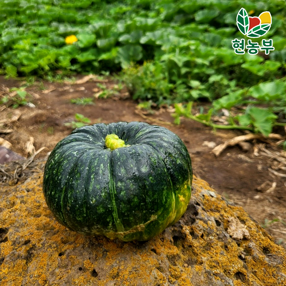 현농부 산지직송 제주 밤호박 미니밤호박 보우짱 단호박 2kg 3kg 5kg 10kg - 상세 이미지 4