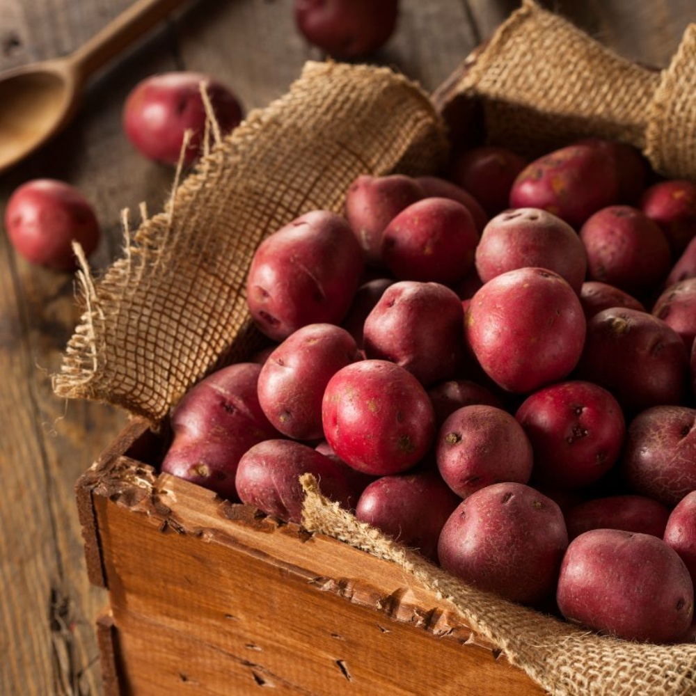햇홍감자 제철 생으로먹는 쪄먹는 붉은 무농약 적감자 자주 하지감자 한박스 중, 5kg, 1개