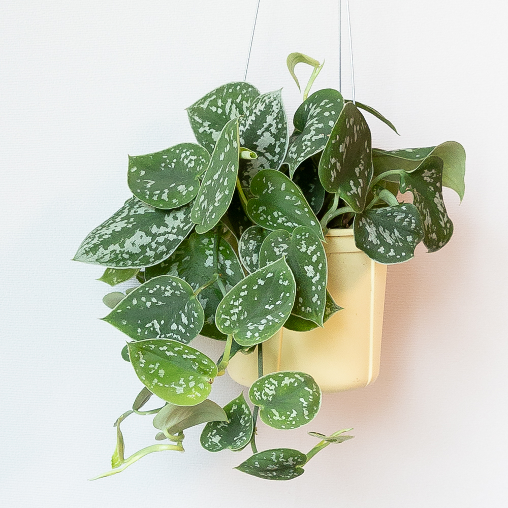 스킨답서스 아르지리우스 행잉식물 행잉플랜트 덩굴 넝쿨 키우기쉬운식물 공중 늘어지는 음지