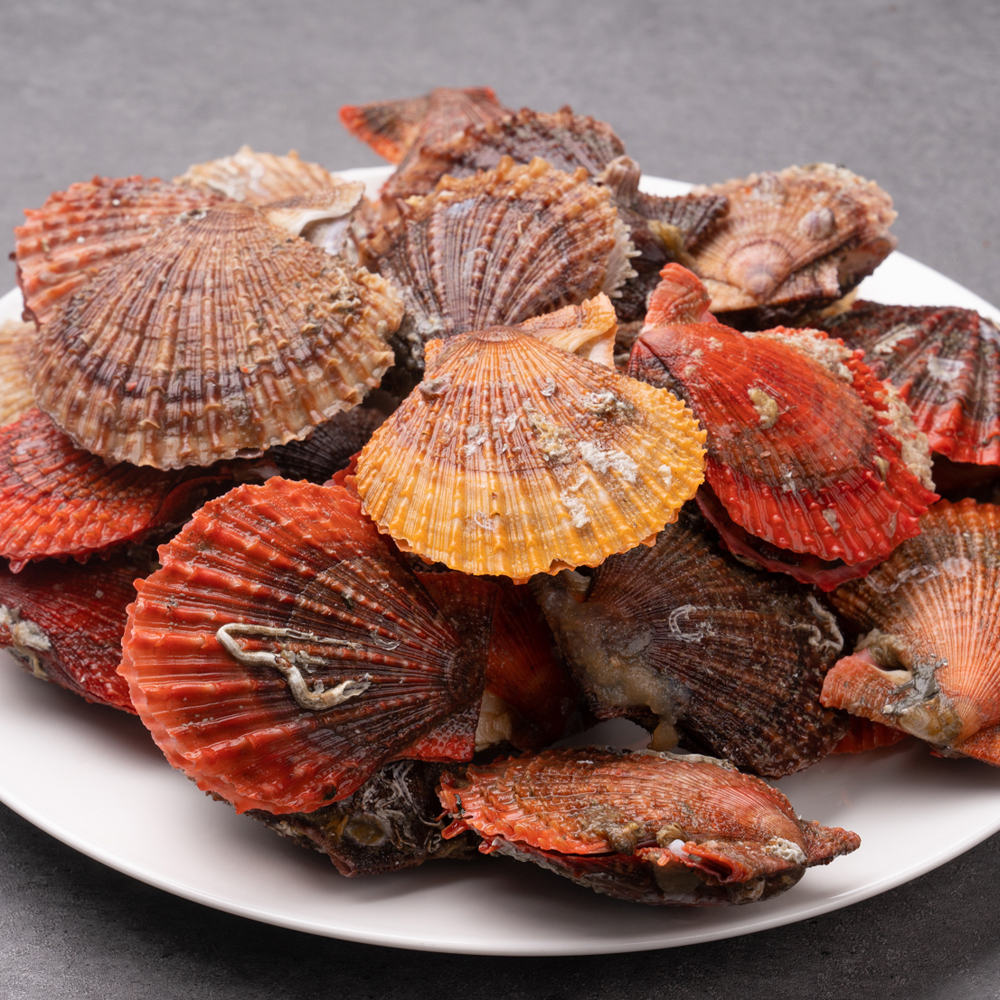 통영 홍가리비 세척 선별 비단 가리비 조개 구이 1kg, 1개
