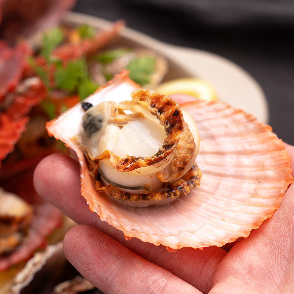 통영 비단 가리비 1kg 홍가리비 조개 구이