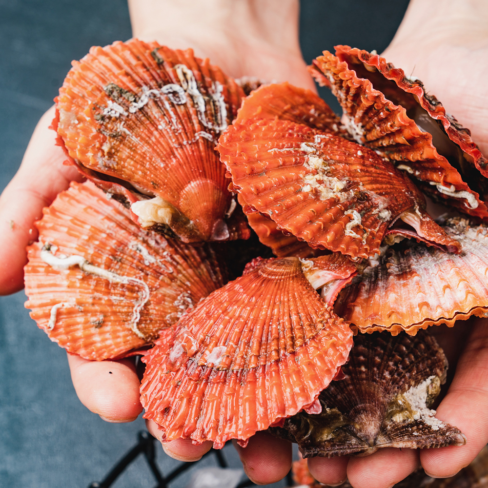 통영 비단 홍 가리비 1kg 제철 생물 조개 구이 찜