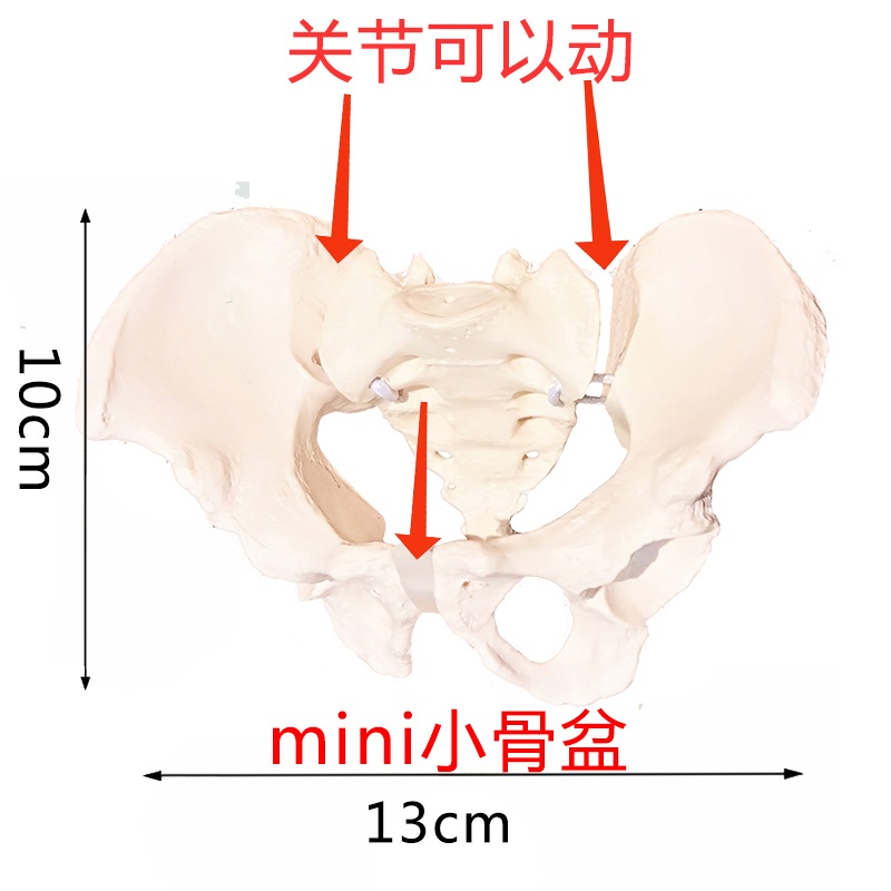골반 모형 요추 병원 대퇴골 신체 고관절 교육 해부학 - 상세 이미지 5
