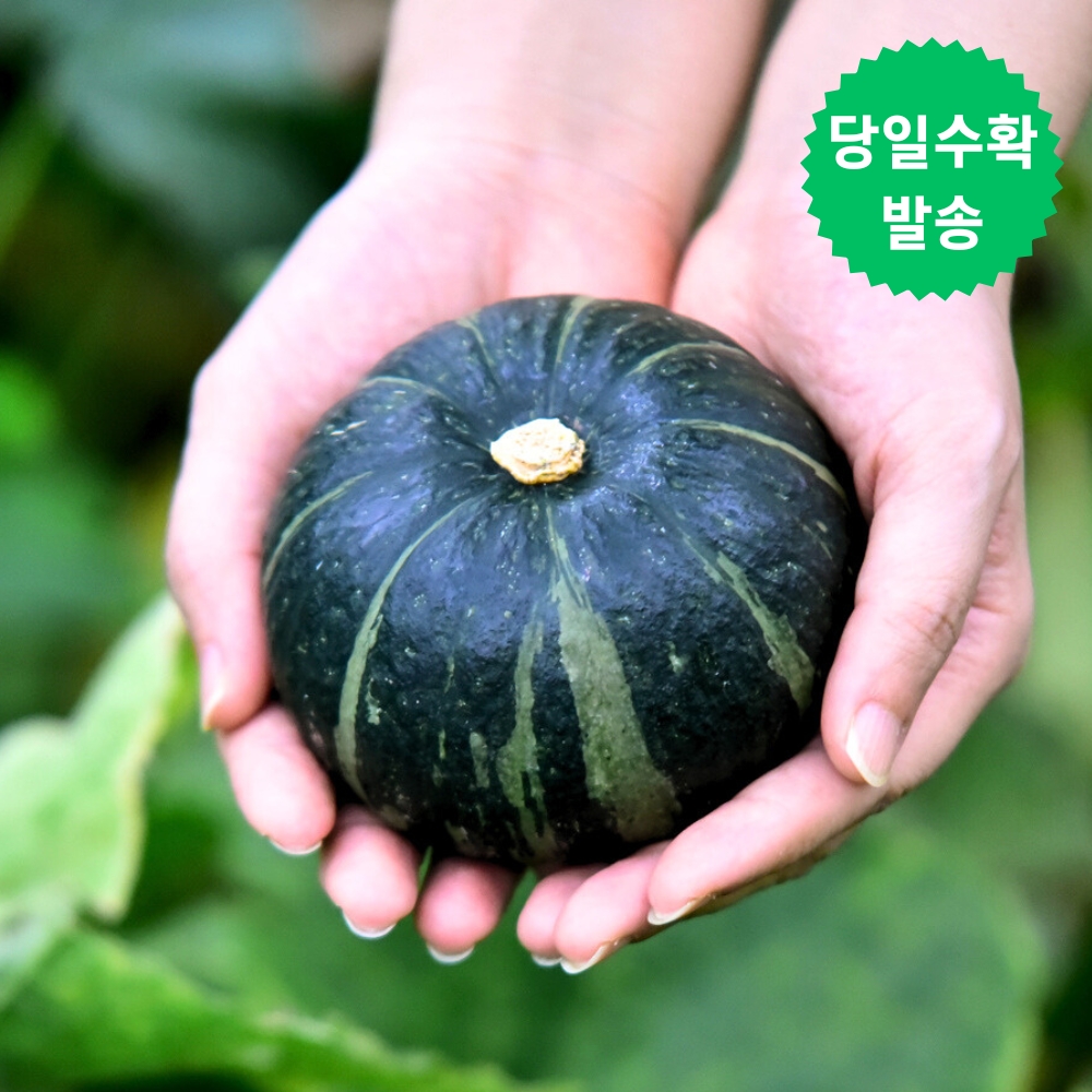 제주 미니 밤호박 청정애월 보우짱 5kg 로얄과 - 상세 이미지 5