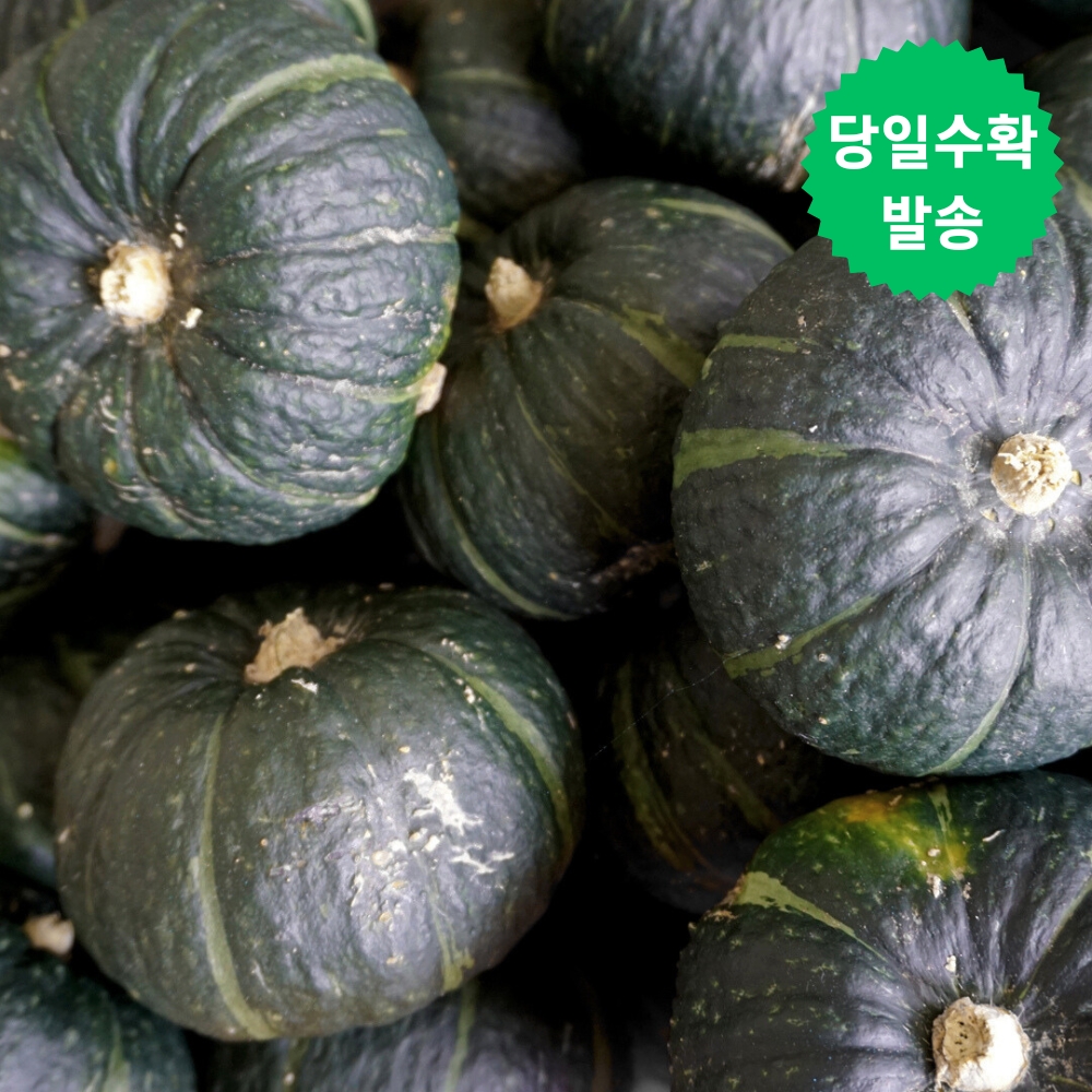 제주 미니 밤호박 청정애월 보우짱 5kg 로얄과 이미지 6