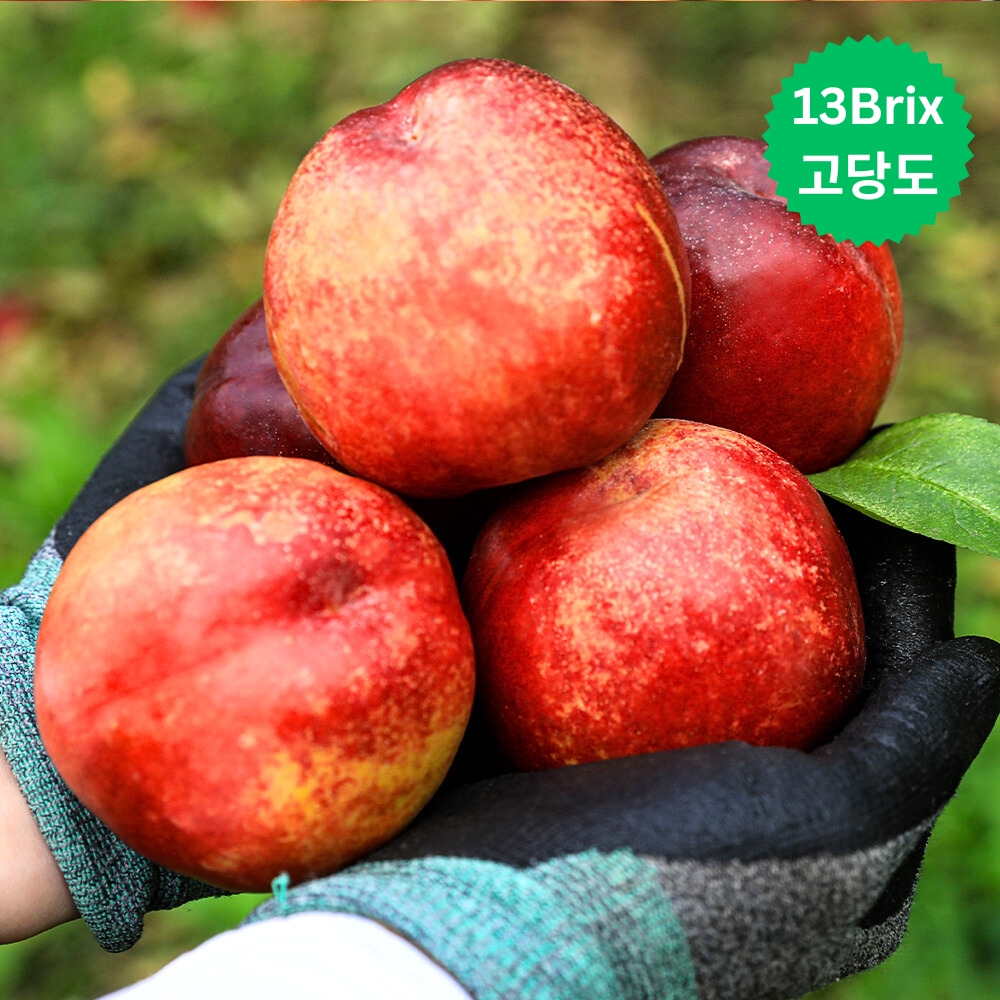 경북 고당도 천도복숭아 1kg 중과 9~11과 - 상세 이미지 5