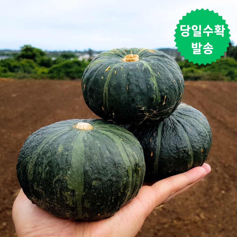 제주 미니 밤호박 청정애월 보우짱 5kg 로얄과 - 상품 이미지