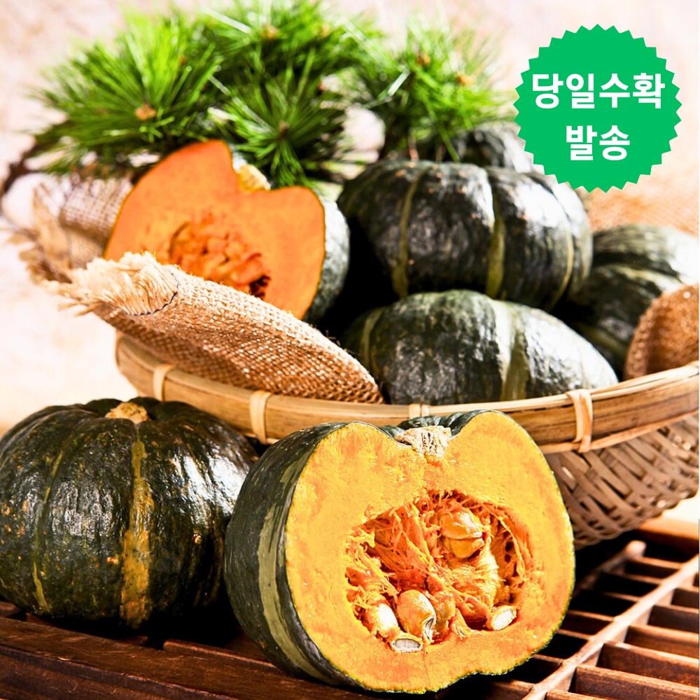 제주 미니 밤호박 청정애월 보우짱 5kg 로얄과 - 상세 이미지 4