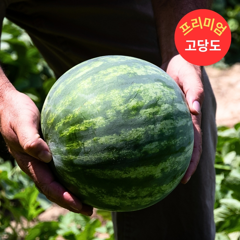 프리미엄 하우스 수박 가정용 수박 5~6kg - 상세 이미지 5