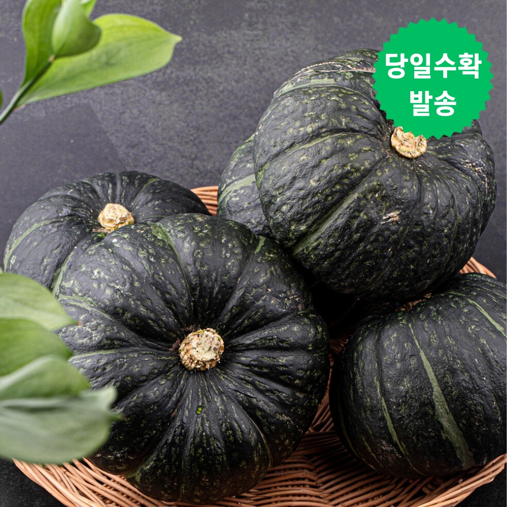 제주 미니 밤호박 청정애월 보우짱 5kg 로얄과 - 상세 이미지 3