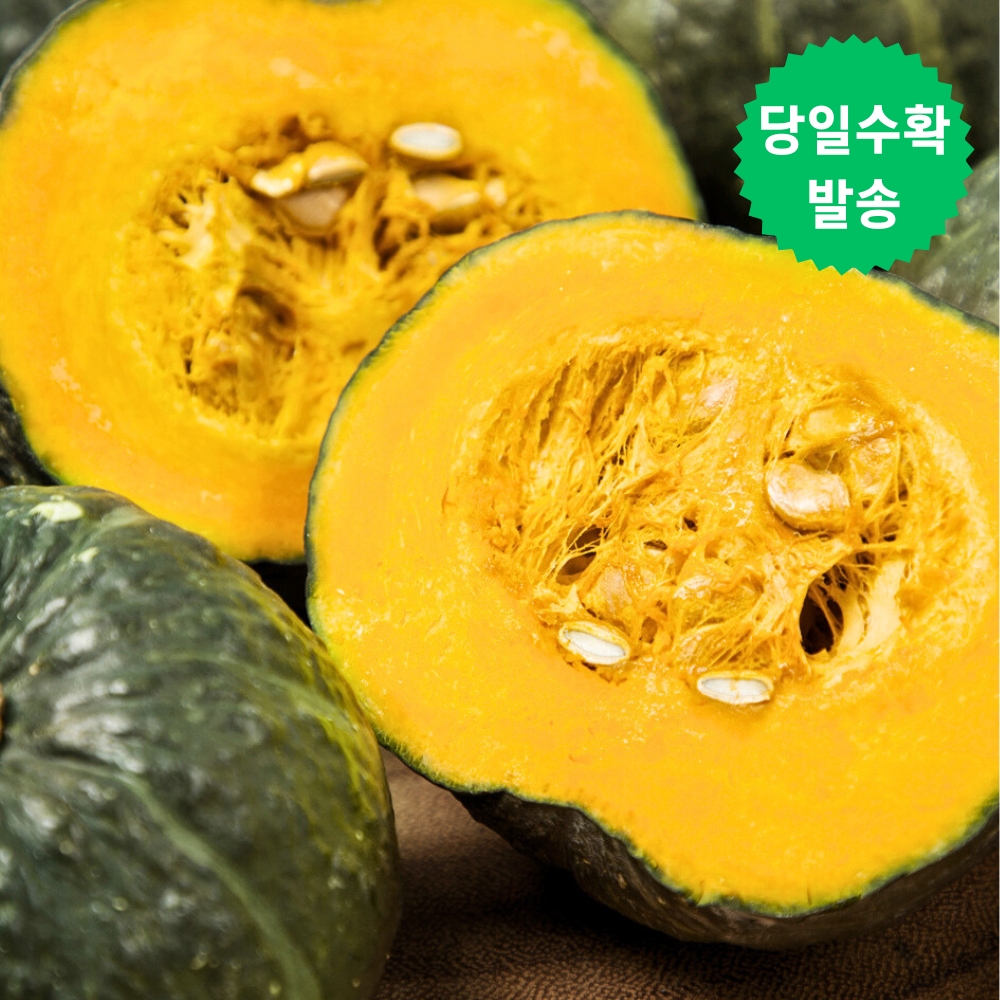 제주 미니 밤호박 청정애월 보우짱 5kg 로얄과 - 상세 이미지 2