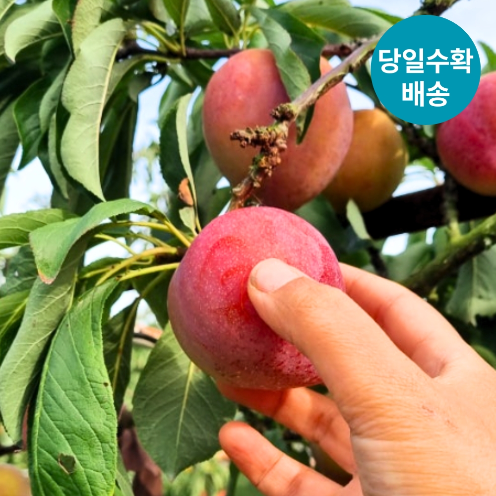 국내산 햇 고당도 후무사 자두 중대과 2kg - 상품 이미지