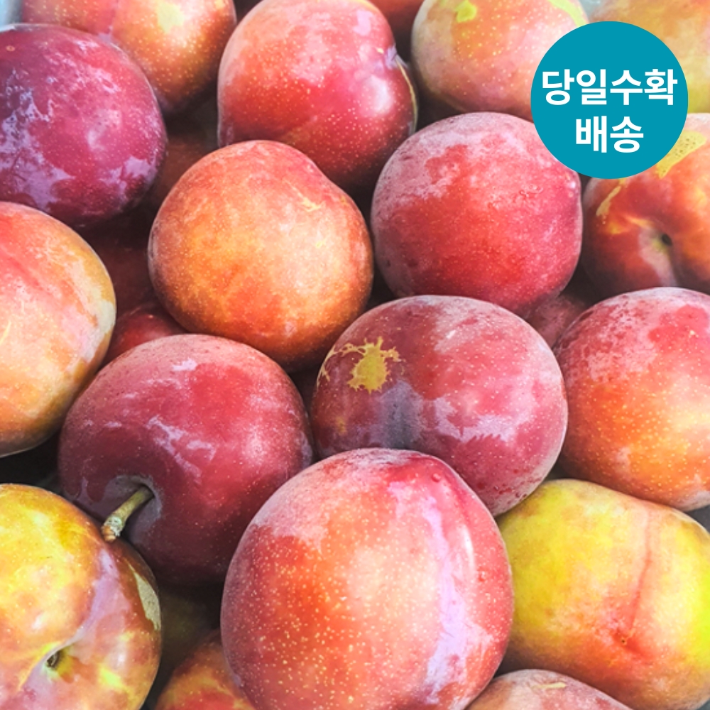 국내산 햇 고당도 후무사 자두 중대과 2kg - 상세 이미지 2