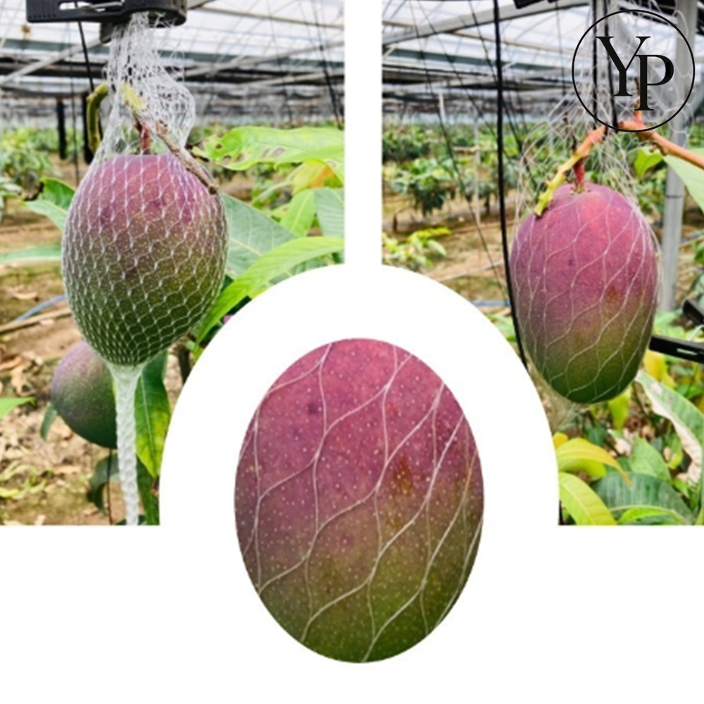 품질개선 애플 망고망 낙과 상처방지 과수원 농사 포장 수확 도구