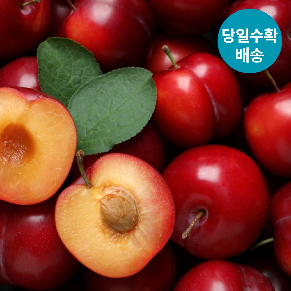 국내산 햇 고당도 후무사 자두 중대과 2kg - 상세 이미지 5