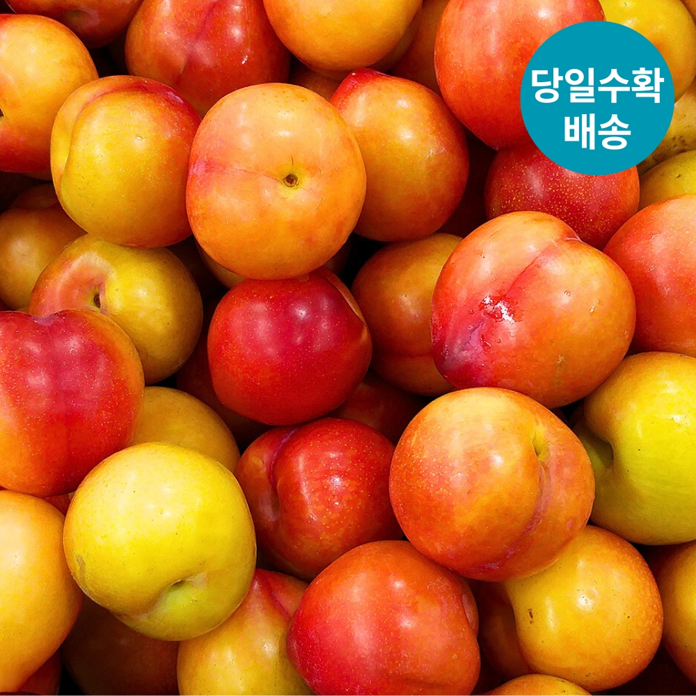 국내산 햇 고당도 후무사 자두 중대과 2kg - 상세 이미지 4