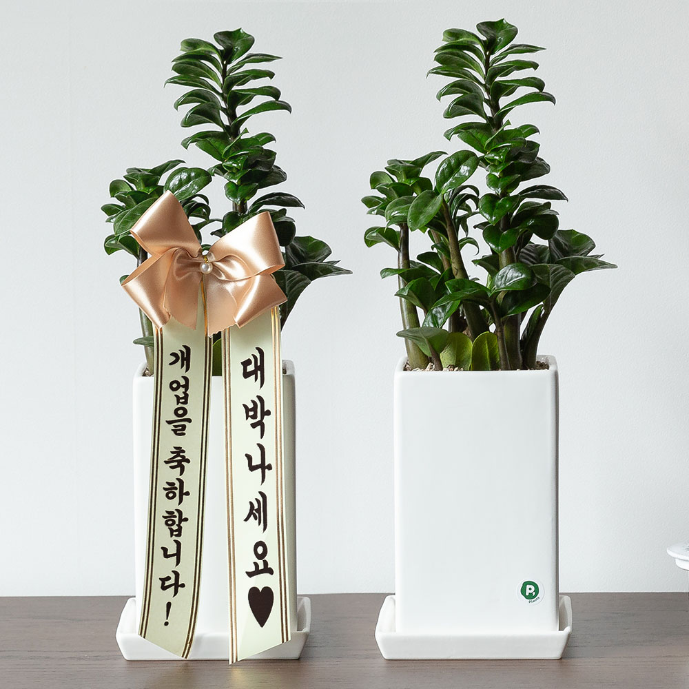 보석금전수 돈나무 개업 축하화분배달 개업식화분 선물 집들이 거실화분 꽃 중소형