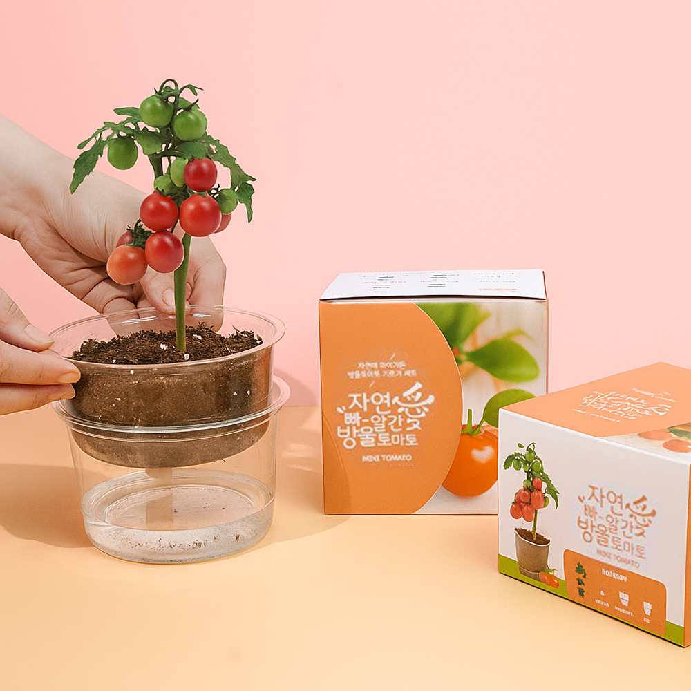 어린이집 방울토마토 키우기 식물키트