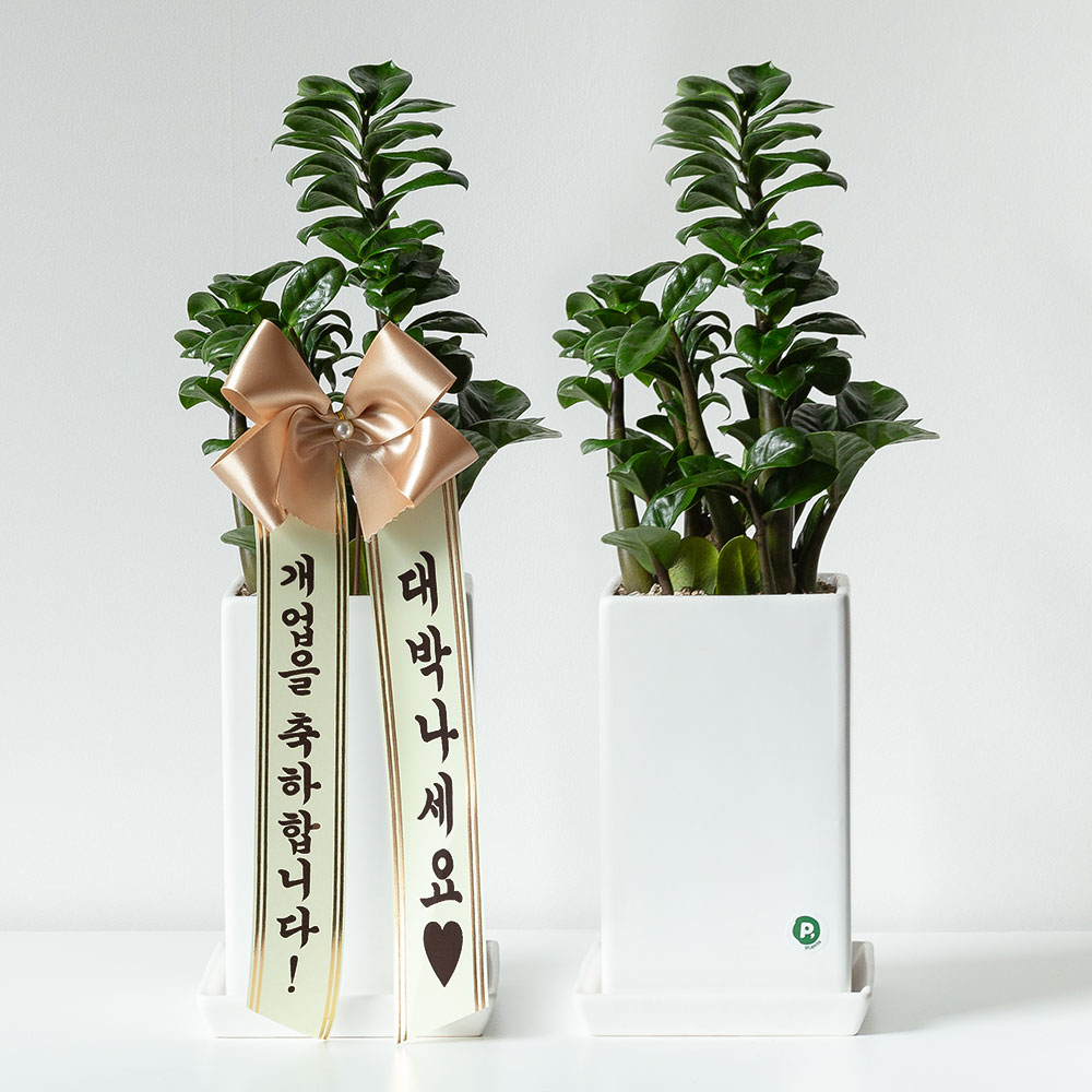 보석금전수 돈나무 개업 축하화분배달 개업식화분 선물 집들이 거실화분 꽃 인테리어식물 중소형 제품 이미지