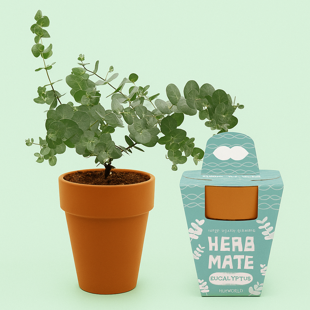 유칼립투스 실버드롭 유칼리투스 허브 씨앗 키우기 재배 키트