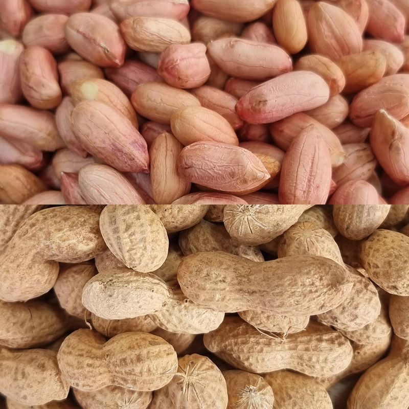 껍질땅콩 피땅콩 생땅콩 깐땅콩 국산 500g 1kg - 상품 이미지