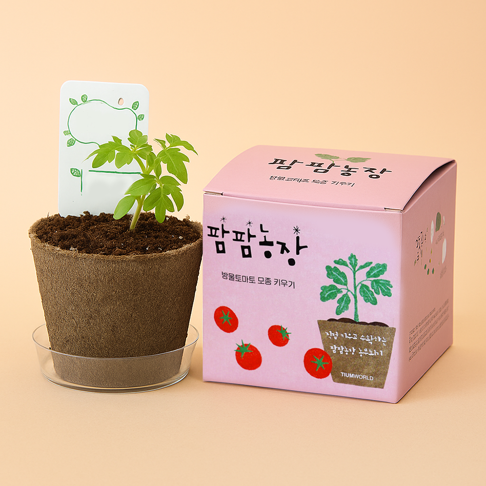 방울토마토 키우기 씨앗 재배키트 관찰일지