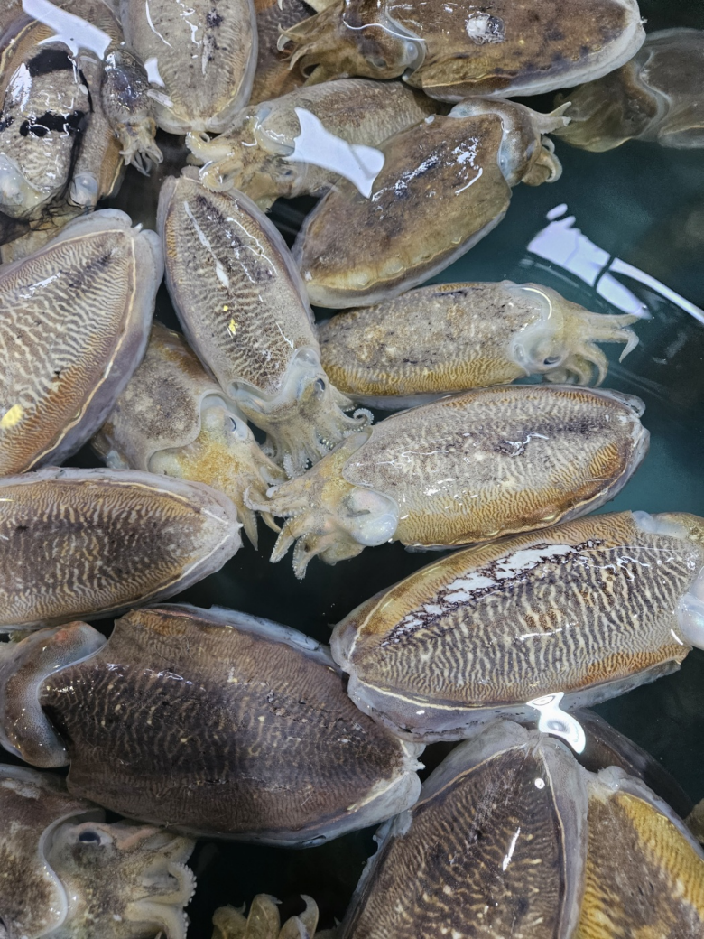 갑오징어 회 생물 제철 산 활 오징어 손질 통찜 1kg 이미지 3