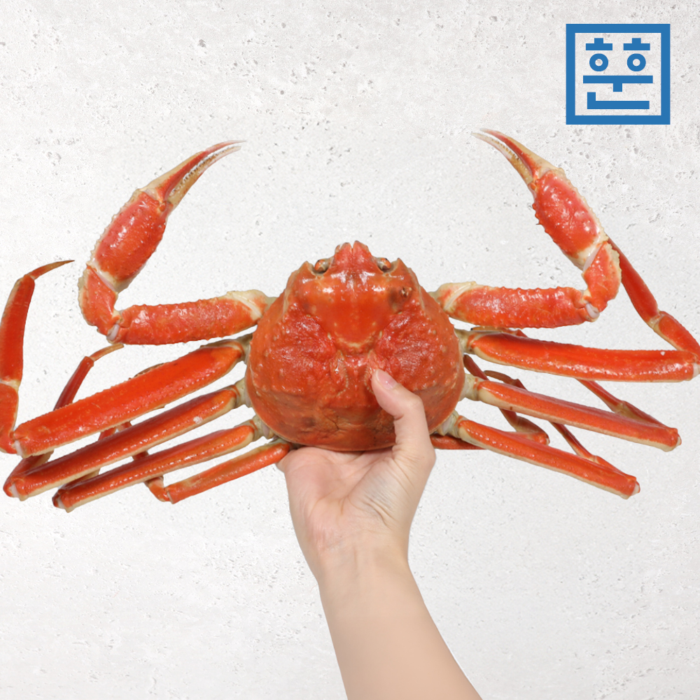 대게 러시아 자숙대게 마가단 특 a급 품질 선어