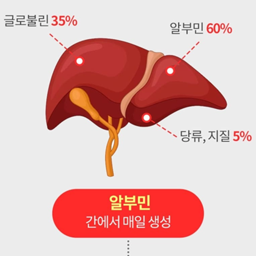 제일헬스사이언스 글리신 난백 알부민 정 프리미엄 120정 1박스 4개월 타우린 활력 간건강 - 상세 이미지 4