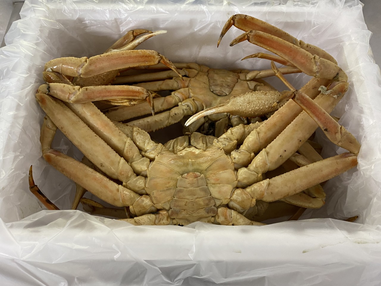 러시아 마가단 프리모리 활 대게 2kg 3kg 1-3미 내외 특 S급 선별배송 이미지 6