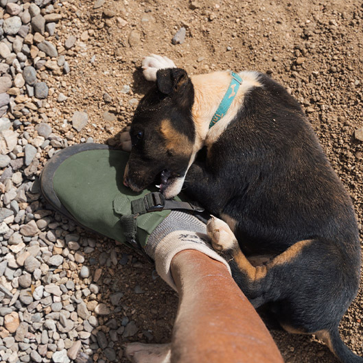 베드락 마운틴 클록 아웃도어 캠핑 샌들 신발 세이지브러쉬 그린, 11/12 292mm