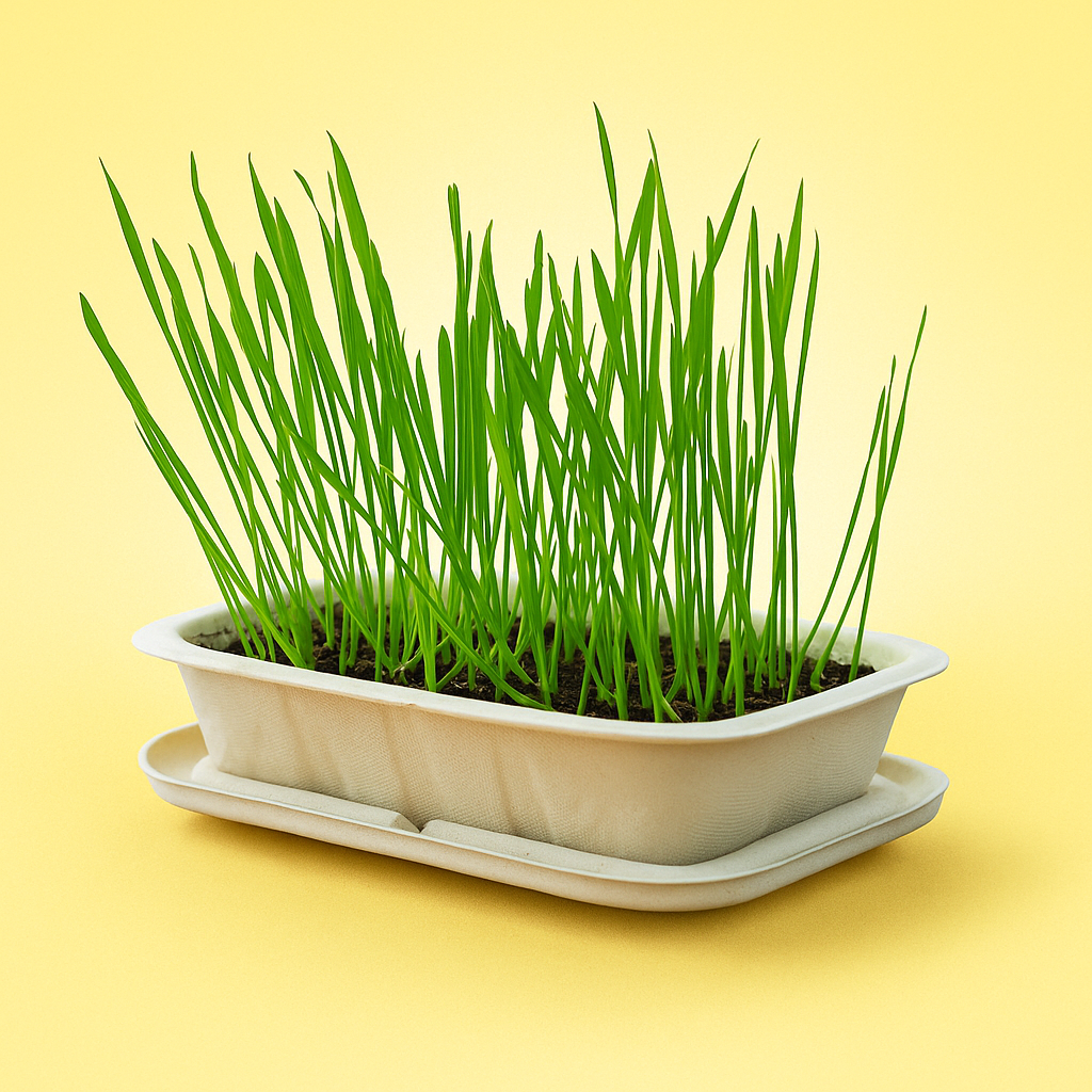 새싹보리 보리새싹 재배기 기르기 키트