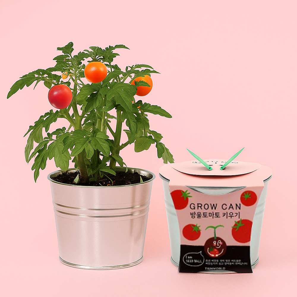 씨드볼로 키우는 방울토마토 재배키트
