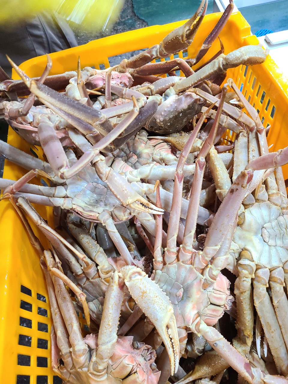 러시아 마가단 프리모리 활 대게 2kg 3kg 1-3미 내외 특 S급 선별배송 - 상세 이미지 5