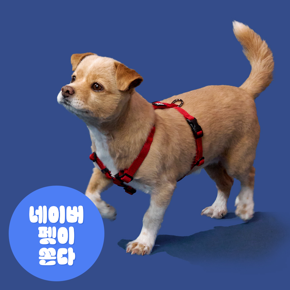 [강형욱X퍼피즈] 퍼피즈 어드벤처 가슴줄 (기본형), 강아지 하네스 목줄 산책줄