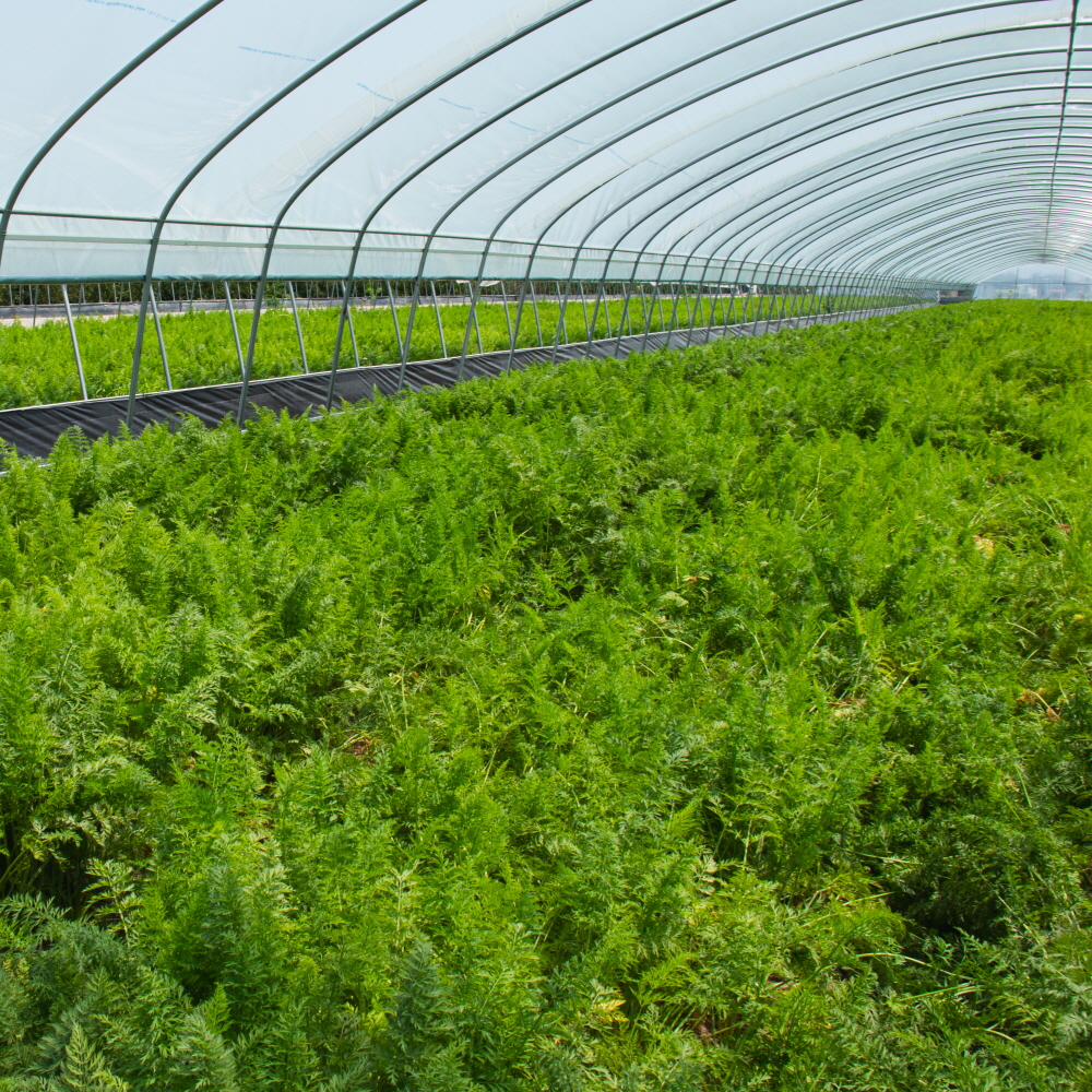 햇 당근 흙 제주 구좌 경남 창원 당근 3kg 5kg 국내산