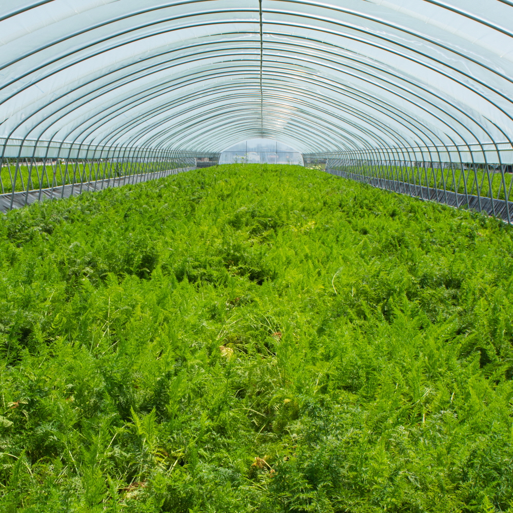 햇 당근 흙 제주 구좌 경남 창원 당근 3kg 5kg 국내산