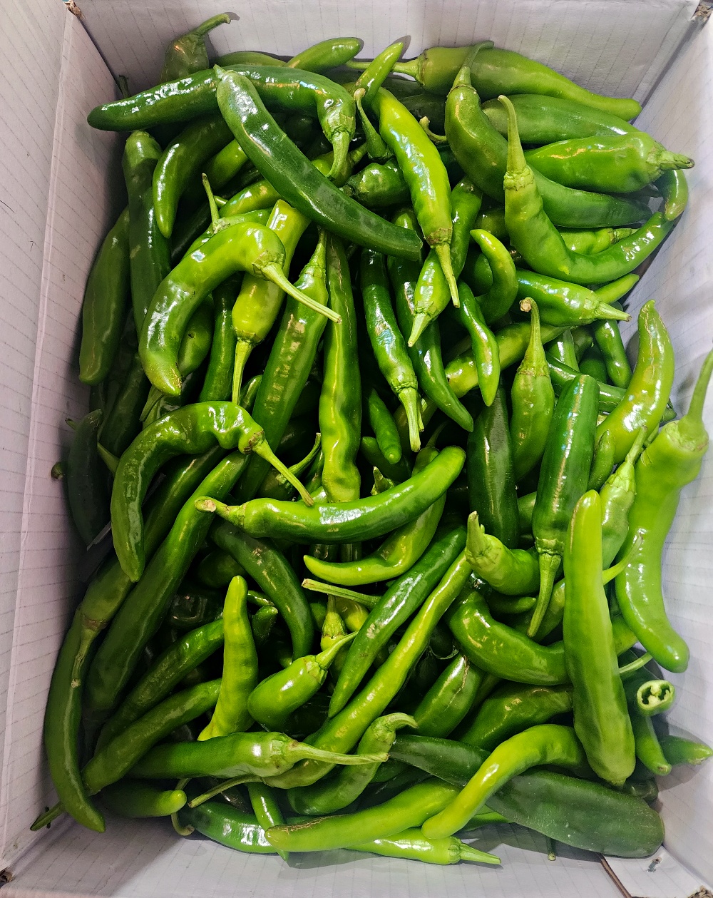 오이고추 아삭이고추 1kg 상 특 - 상세 이미지 3
