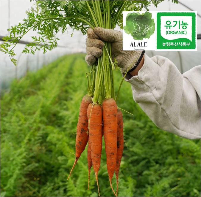 유기농 당근 1kg 당근잎 미니당근 주스용 잎달린 촬영용 이유식 라페 가니쉬 무농약
