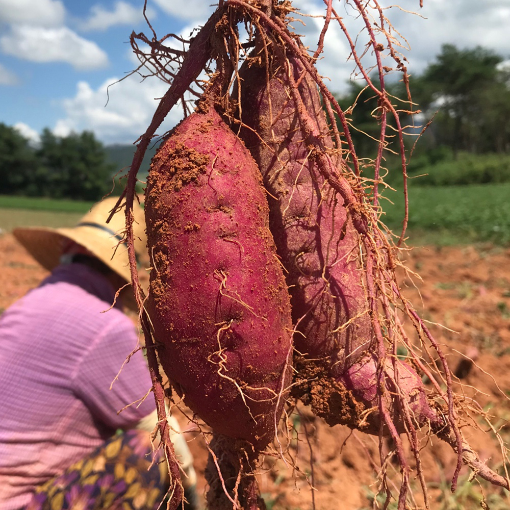 해남 고구마 풍원미 호풍미 호박 당근 영암 토울 해남 꿀 밤 베니하루카 특 로얄 5kg 3kg