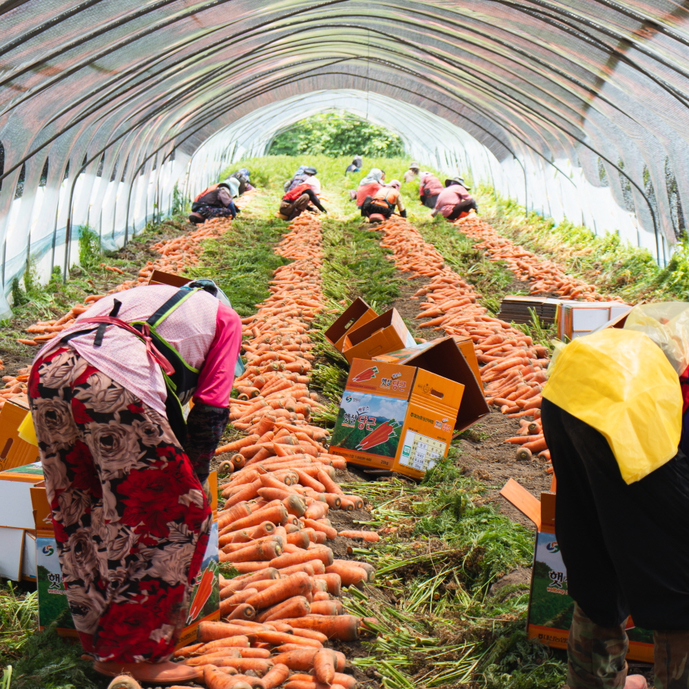 햇 당근 흙 제주 구좌 경남 창원 당근 3kg 5kg 국내산