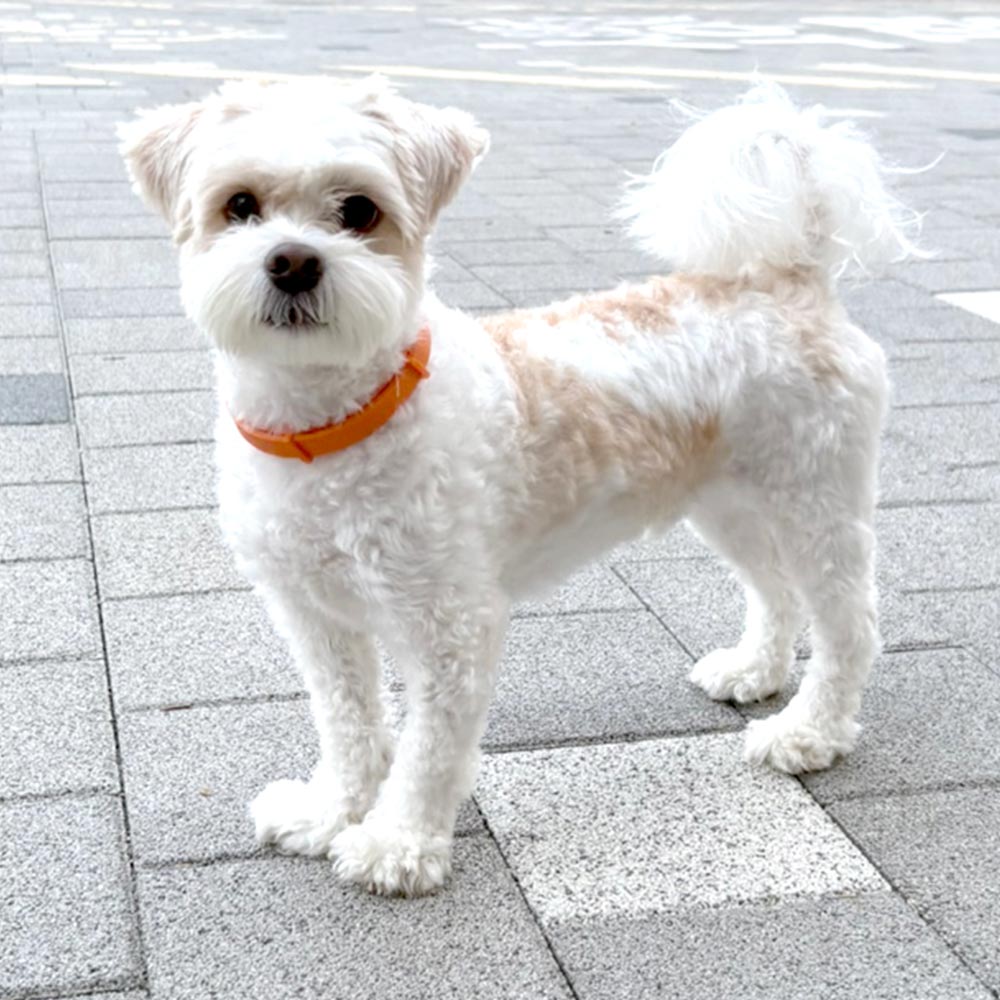베러댄 강아지 해충방지목걸이 고양이 진드기목걸이 모기 퇴치 기피제 8개월지속 소형견 대형견 산책용 이미지 6