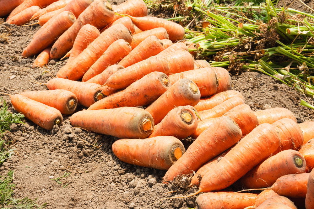 햇 당근 흙 제주 구좌 경남 창원 당근 3kg 5kg 국내산