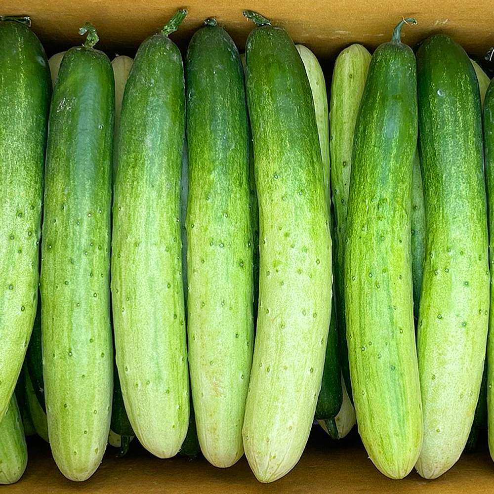 국산 백다다기 백오이 10개 2kg 내외 - 메인 이미지