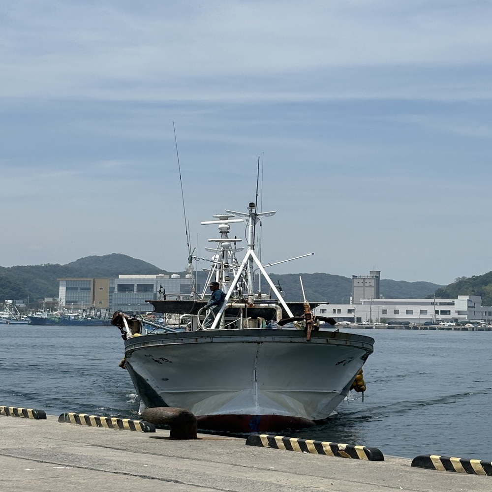 활 독도새우 꽃 닭 도화 자연산 생물 급냉 생새우회 500g - 상세 이미지 4
